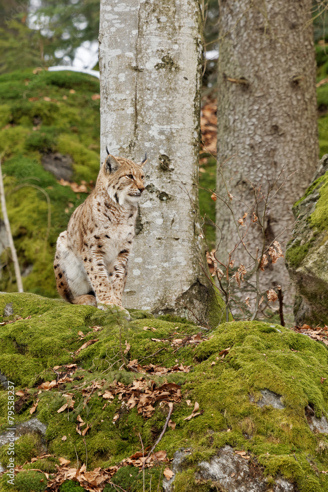 Obraz premium Luchs (lynx lynx)