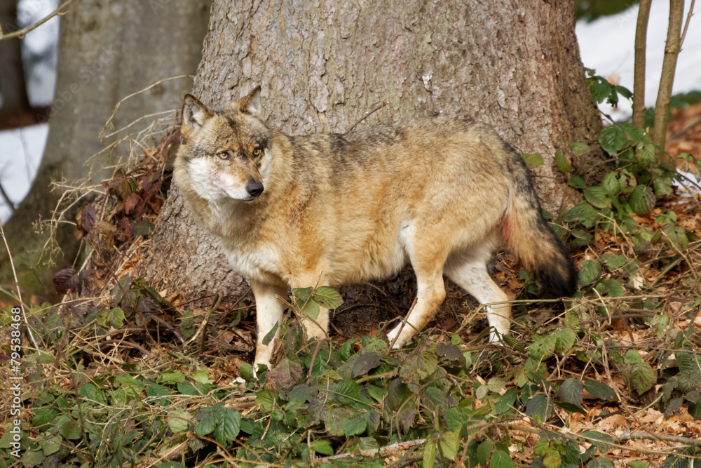 Wolf ( canis lupus ) Wolf ( canis lupus )