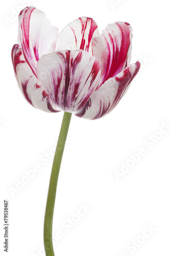 Fototapeta Naklejka Na Ścianę i Meble -  tulip