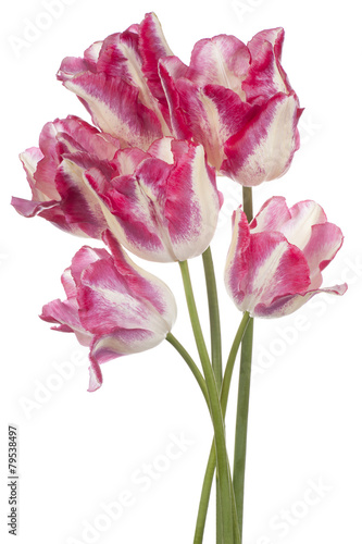 Fototapeta Naklejka Na Ścianę i Meble -  tulip