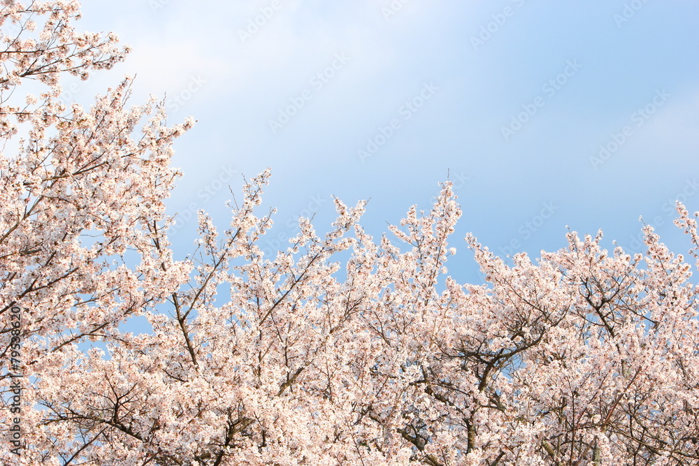 満開のソメイヨシノと青空