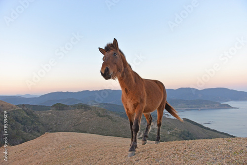 丘の上の御崎馬