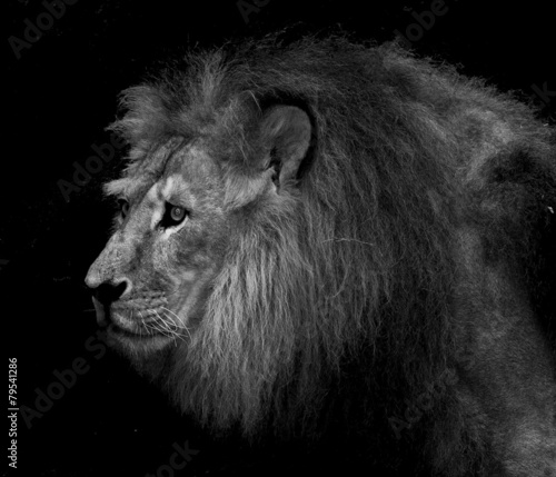 majestic lion #79541286