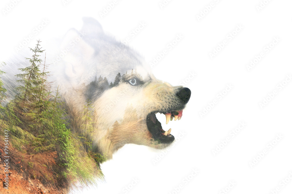 Fototapeta premium Angry dog. Double exposure