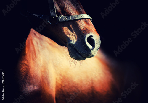 Obraz na plátně Horse