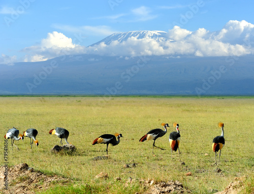 Fotografie Grey crowned crane