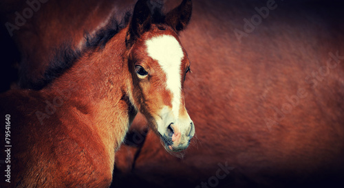 Foal