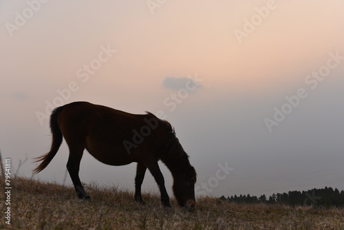丘の上の馬 © miyabifriend