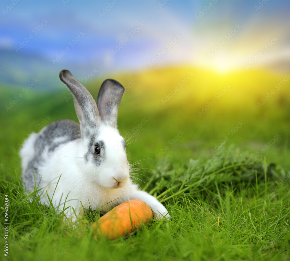 Fototapeta premium Rabbit
