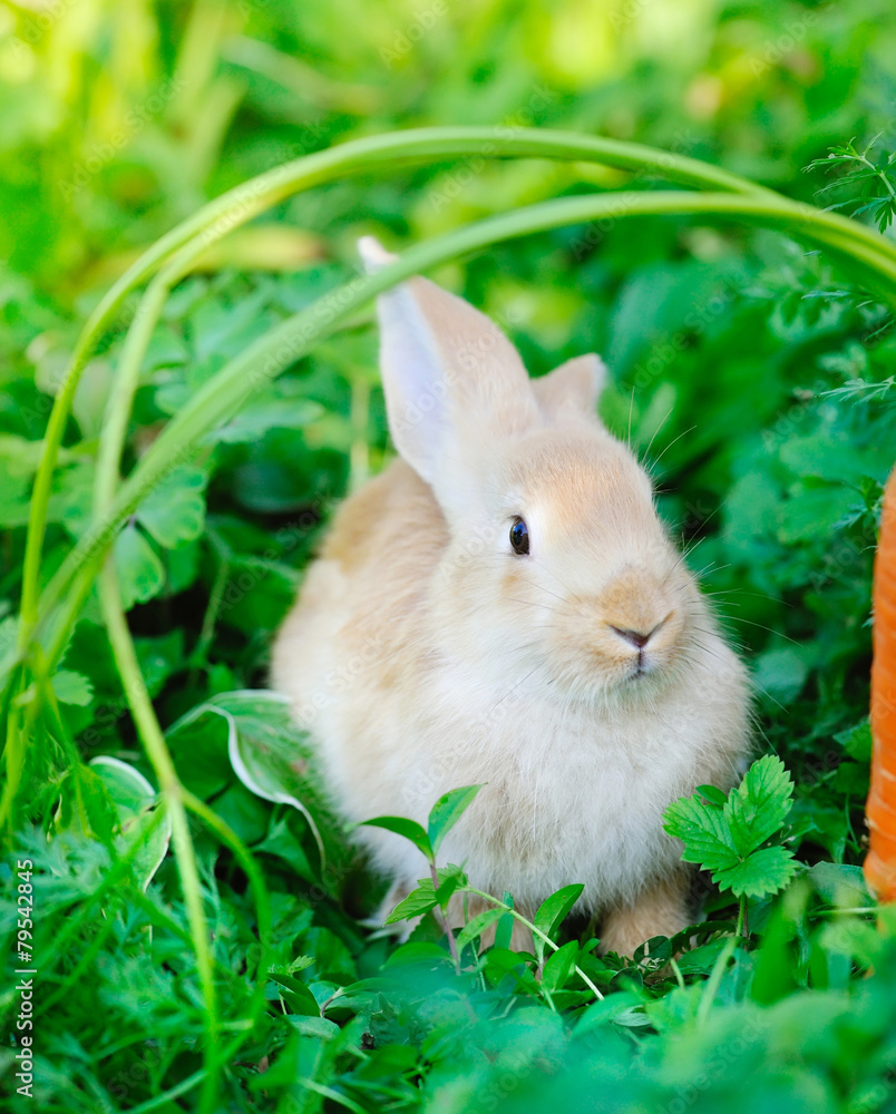Fototapeta premium Little rabbit on green grass