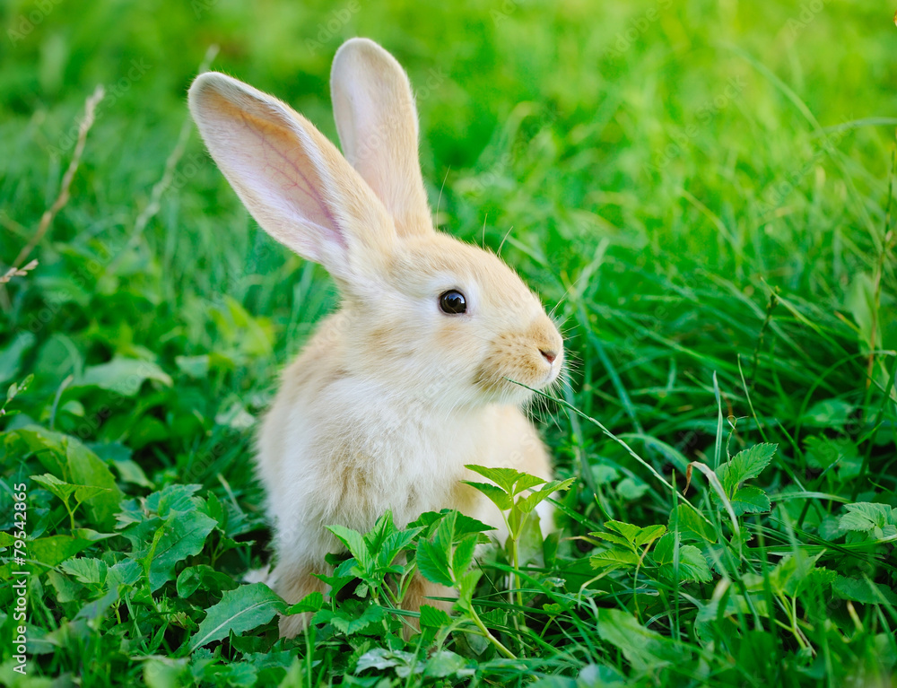 Fototapeta premium Little rabbit on green grass