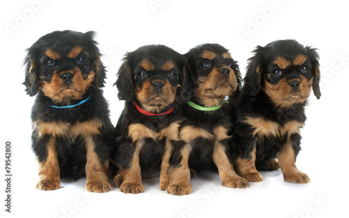 puppies cavalier king charles