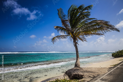 Fototapeta Naklejka Na Ścianę i Meble -  Big Palm Tree Facing the Beach