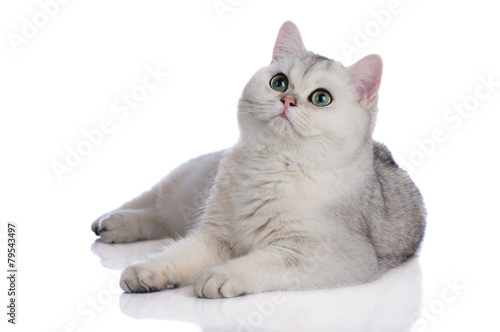 Photography beautiful british shorthair kitten