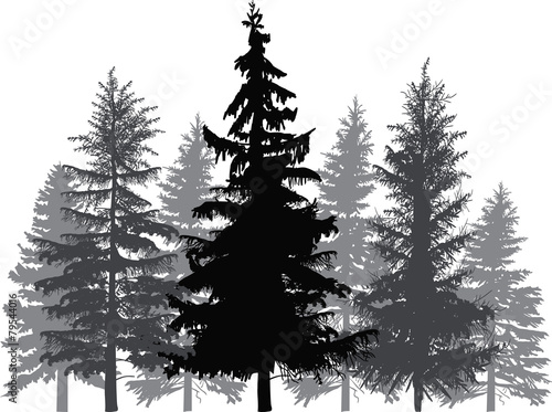 fir trees forest isolated on white