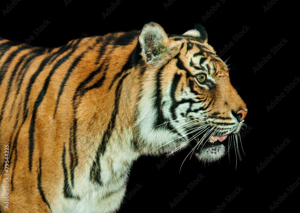 Naklejka premium majestic tiger