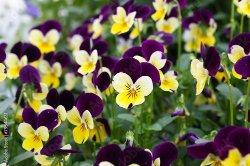 Εκτύπωση καμβά viola tricolor