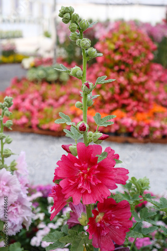 hollyhock