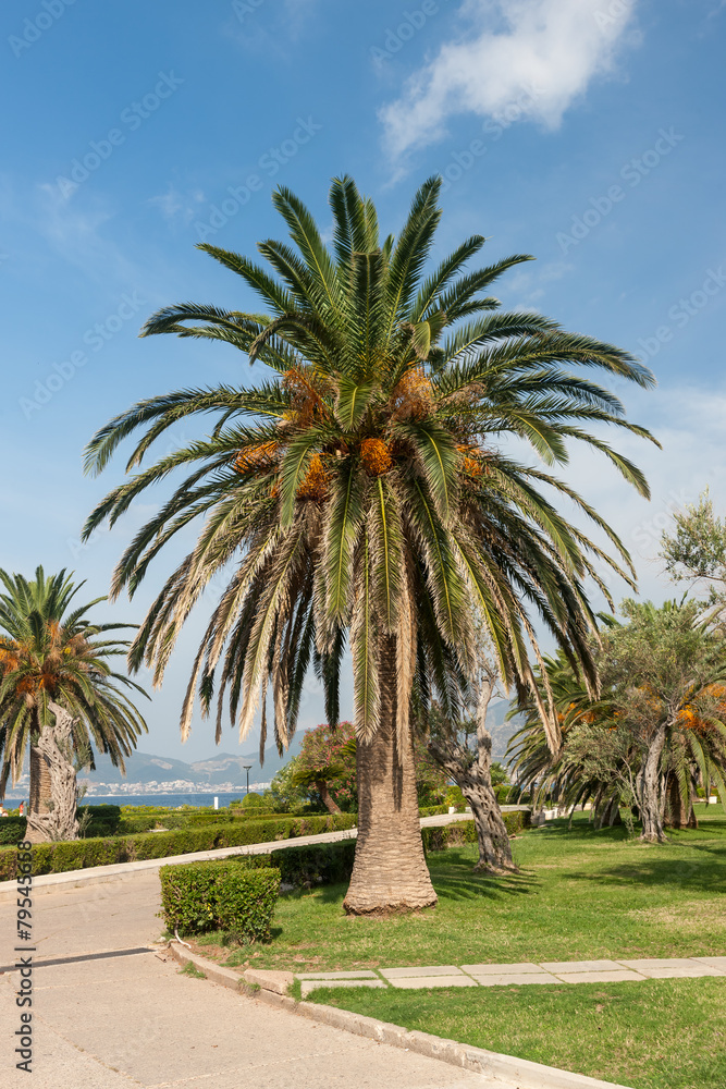 View of coconut palms in Montenegro, Balkans