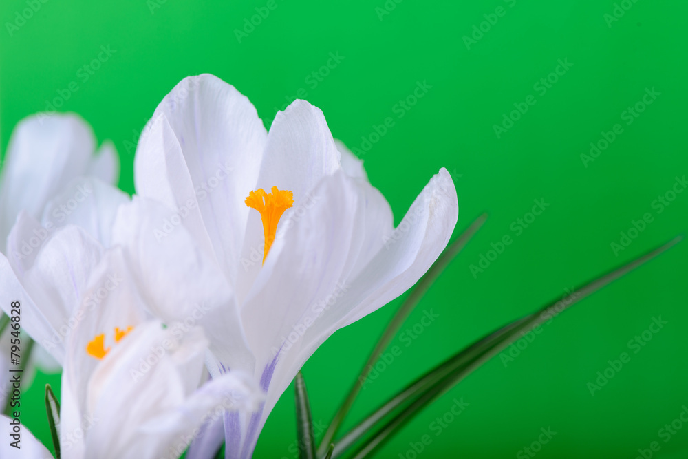 Naklejka premium spring flowers close up