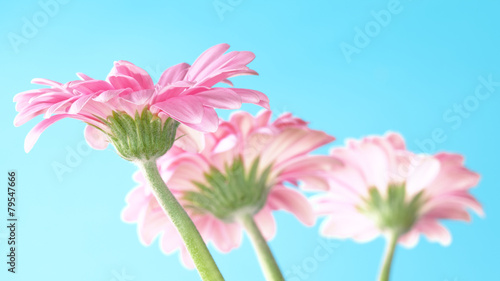 Blumen pink