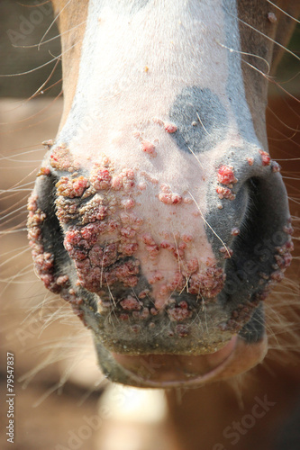 Warts on horses nose