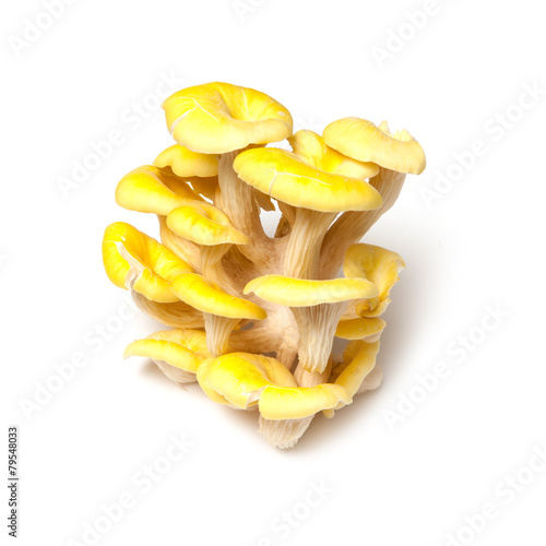 Yellow oyster mushrooms