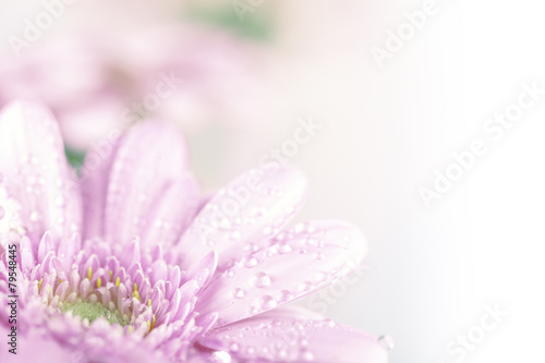 Blume Makro