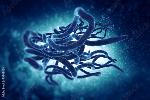 Ebola virus photo