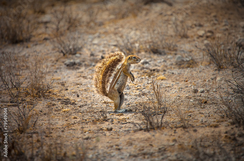 South African ground squirrel in Kalahari desert, Botswana photo