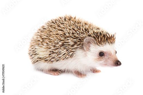 Fototapeta Naklejka Na Ścianę i Meble -  Hedgehog isolated
