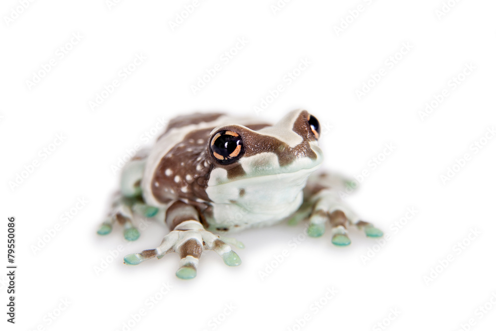 Obraz premium Amazon Milk Frog isolated on white