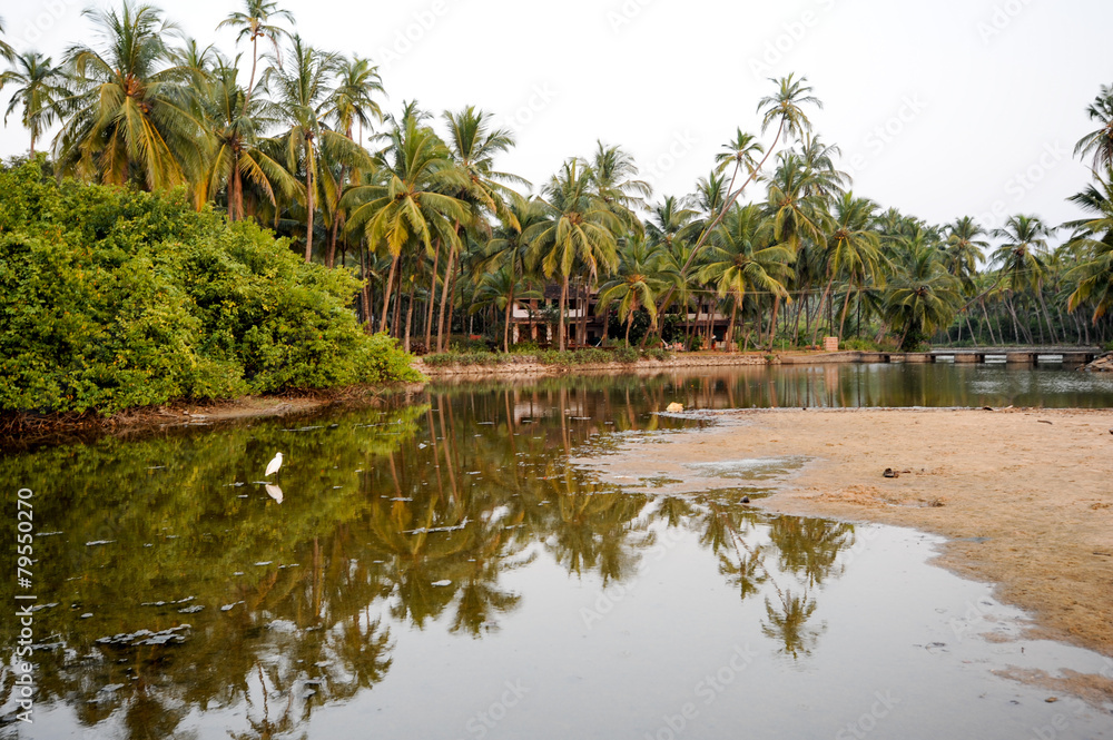 Coconut palms on the beach near the village of Thottada