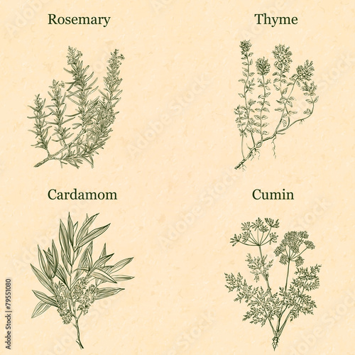 Cooking herbs