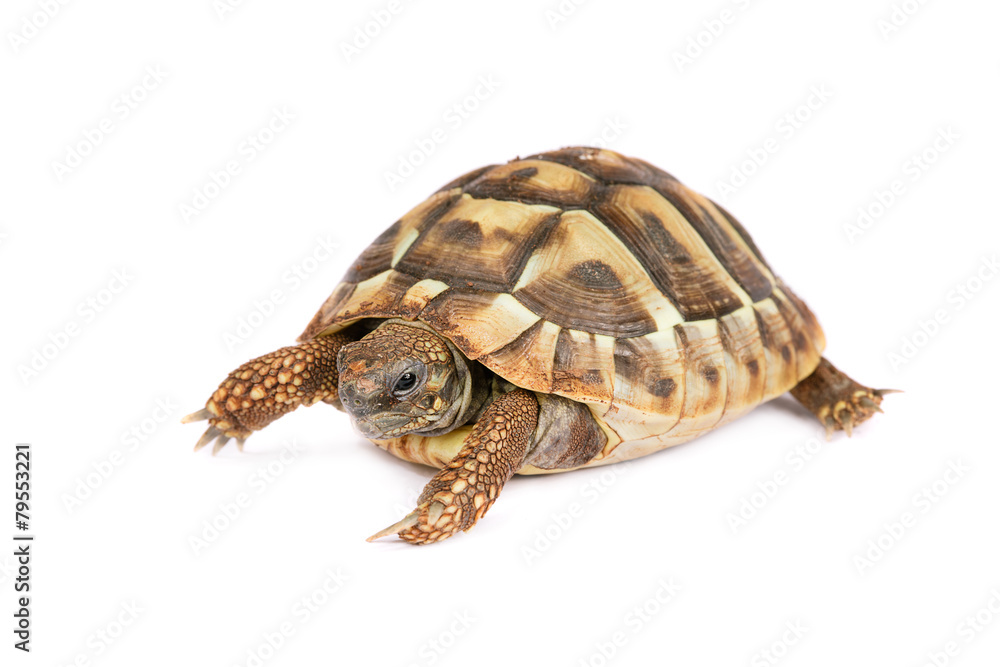 Naklejka premium Turtle isolated