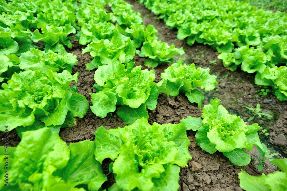 green lettuce crops in growth green lettuce crops in growth