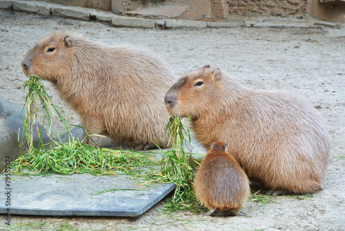草を食べるカピバラの家族