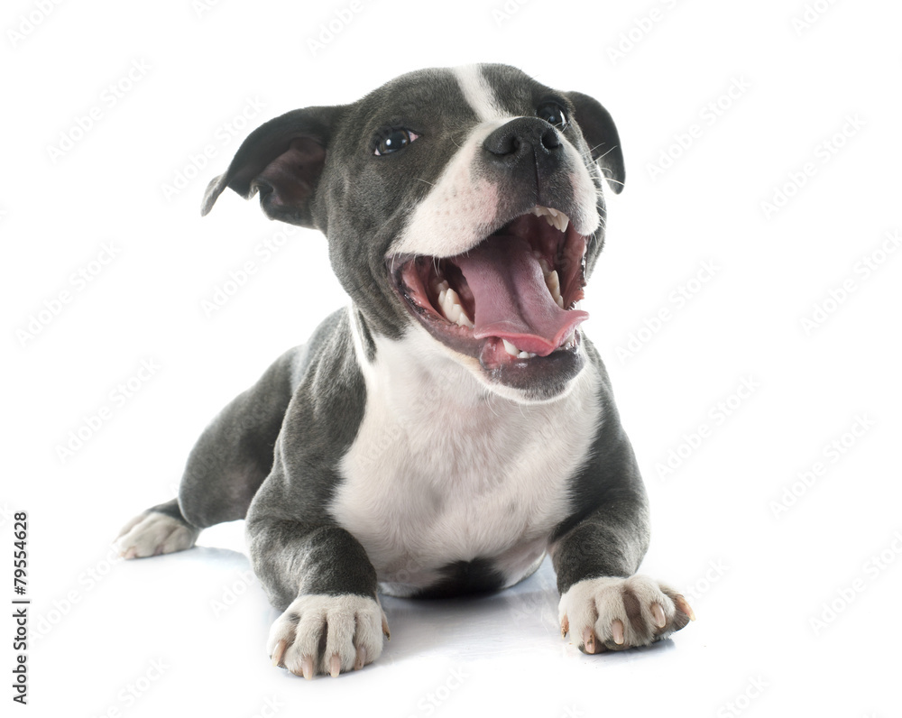 puppy staffordshire bull terrier puppy staffordshire bull terrier