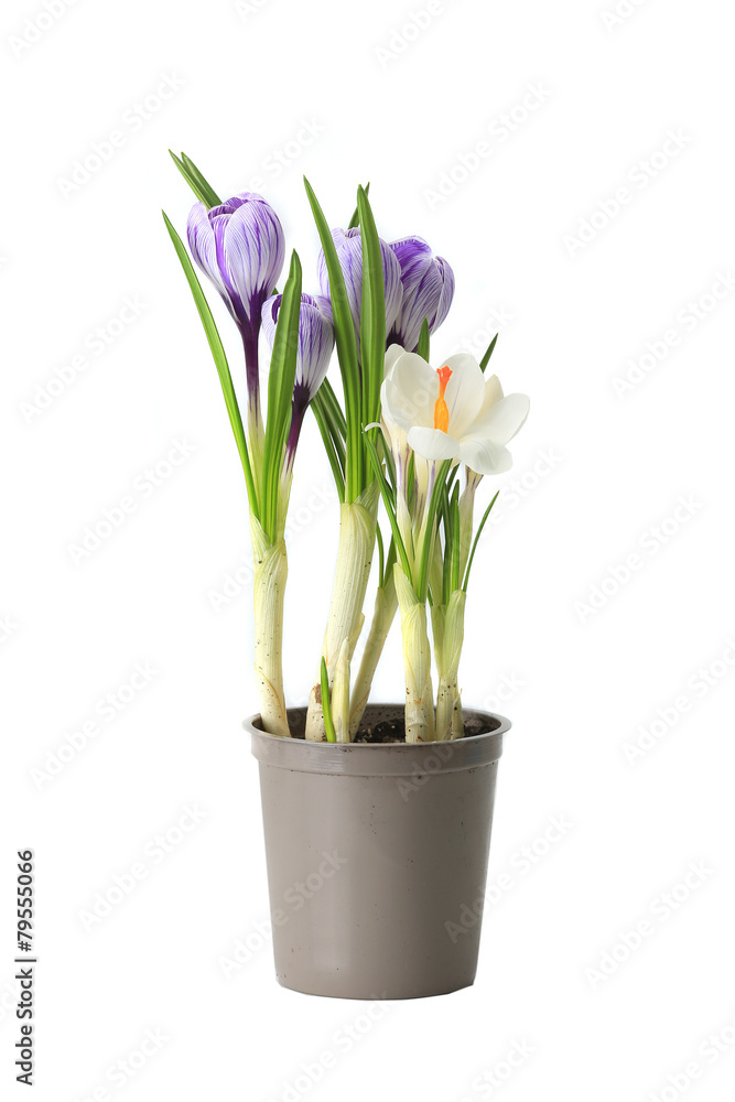 purple crocuses purple crocuses
