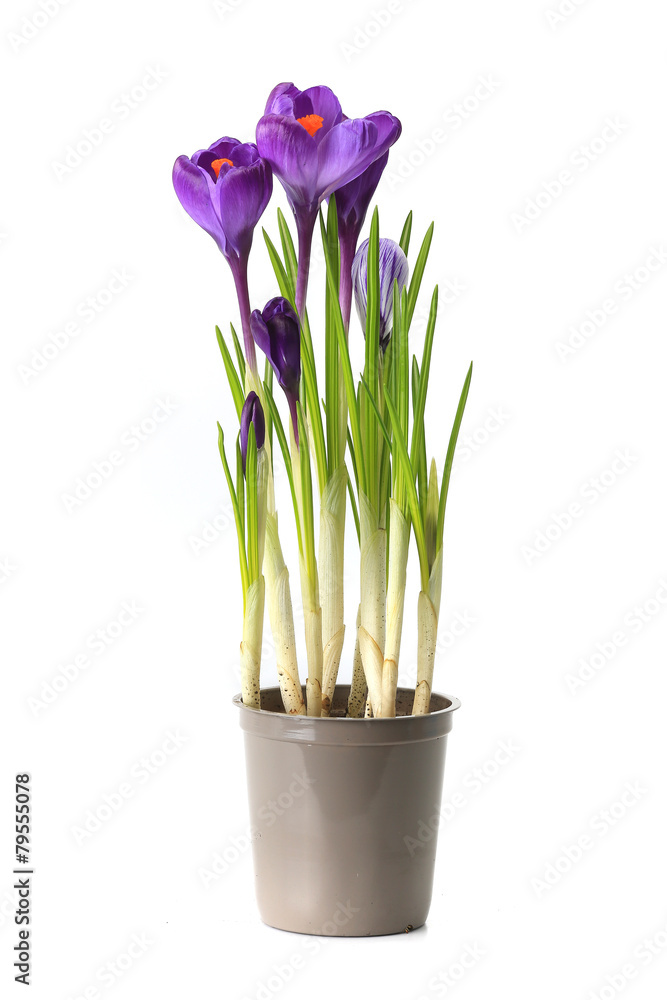 purple crocuses purple crocuses