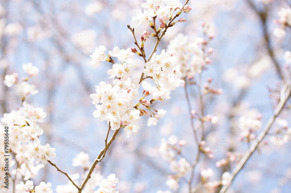 桜