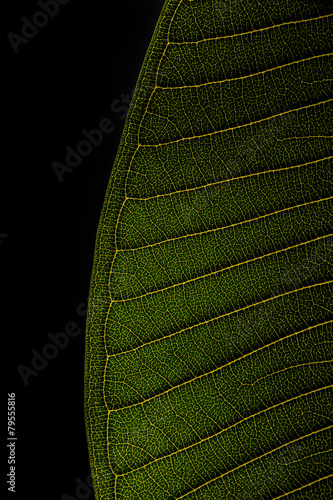 Leaf texture
