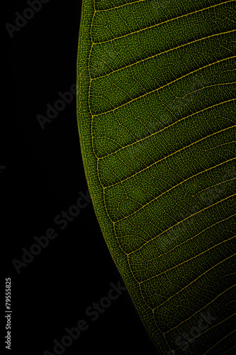 Leaf texture