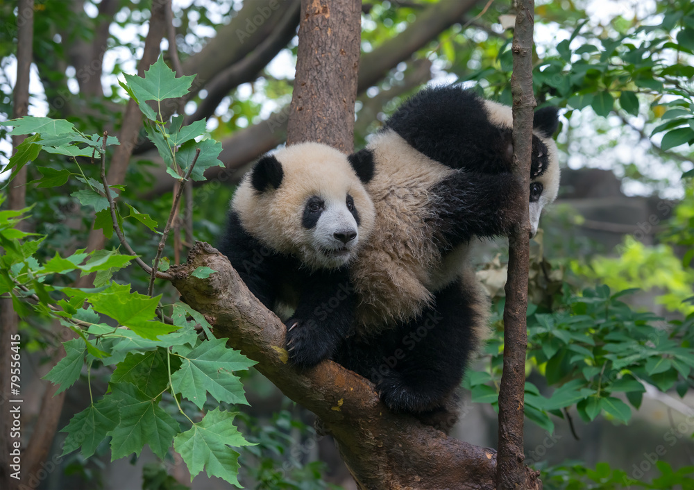 Fototapeta premium Young panda bears playing in tree