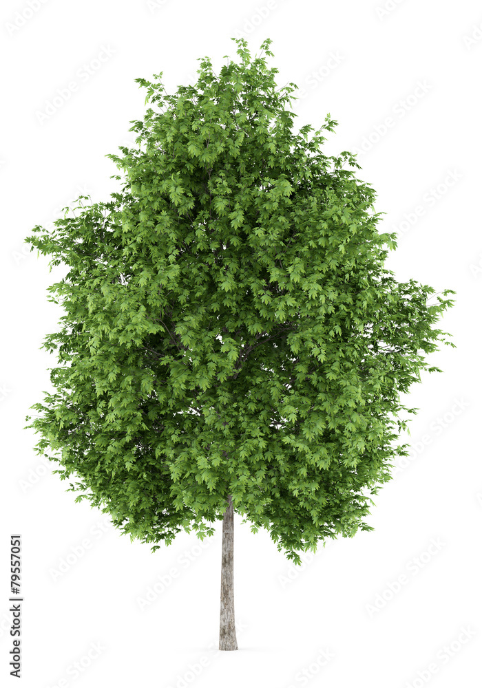 Fototapeta premium london plane tree isolated on white background