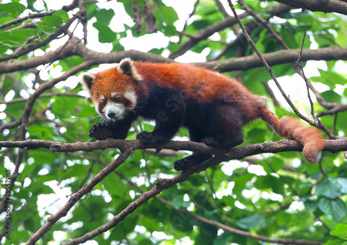 Red panda bear balancing on tree branch