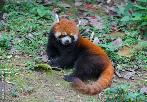 Fototapeta Naklejka Na Ścianę i Meble -  Red panda bear with long tail