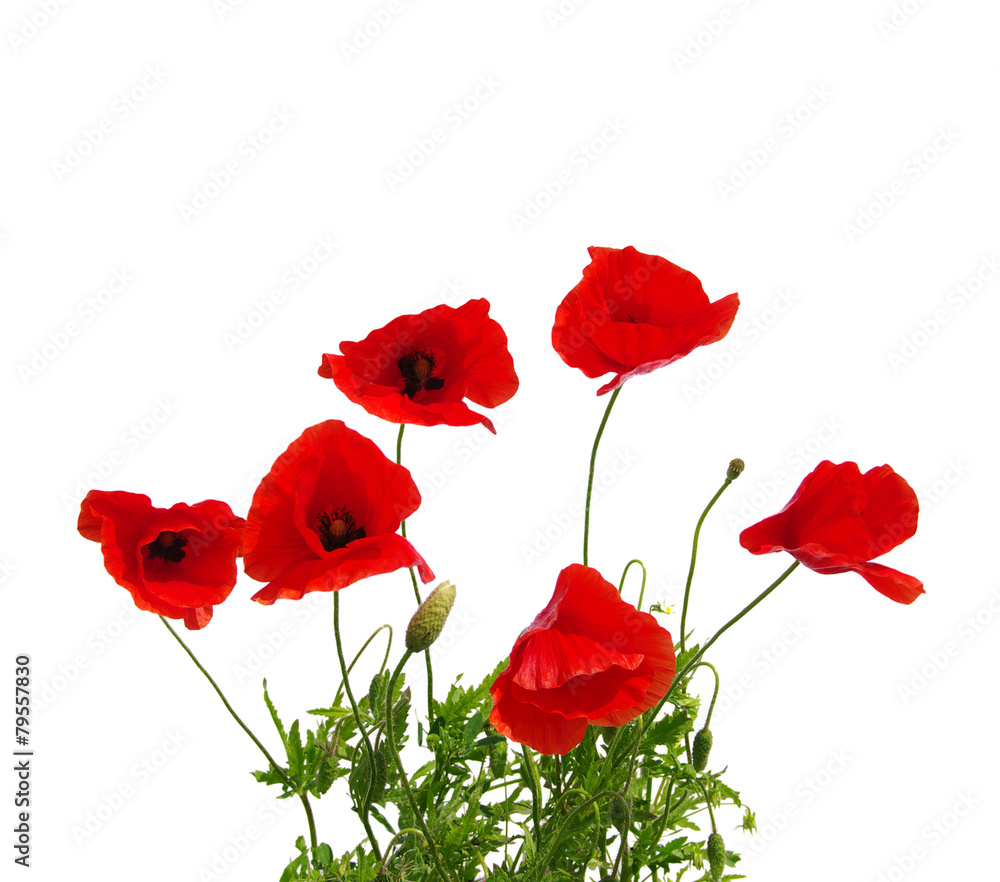 Obraz premium Czerwony mak