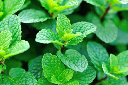 Fotografía mint plant grow at vegetable garden