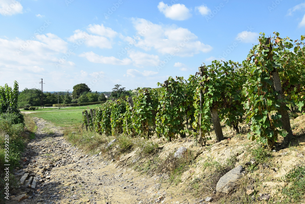 Fototapeta premium Vineyards in the hill-side near Tokaj city, Hungary